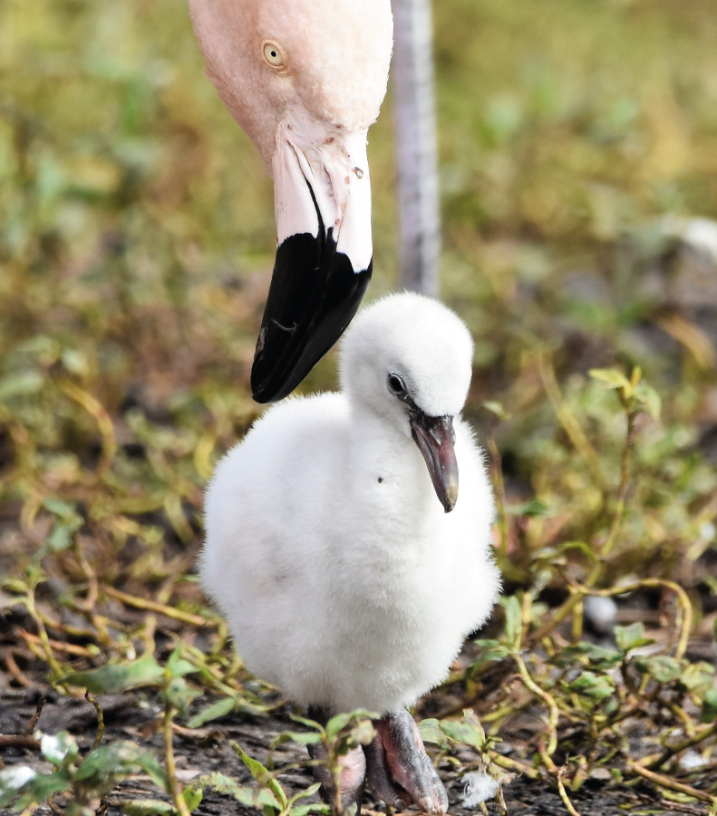 Chilean flamingo chicks hatch for first time in 10 years at Martin Mere Wetland Centre